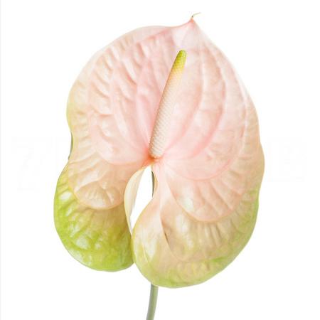 Anthurium avo gabriella