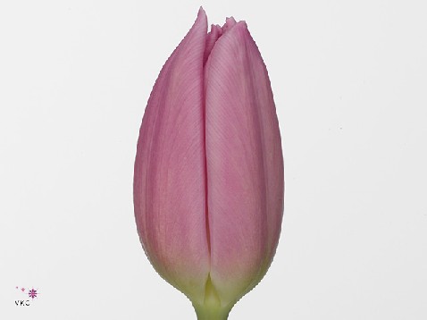 Тюльпан эн пинк флег