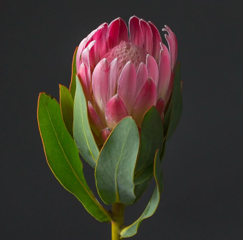 Протея кардинал