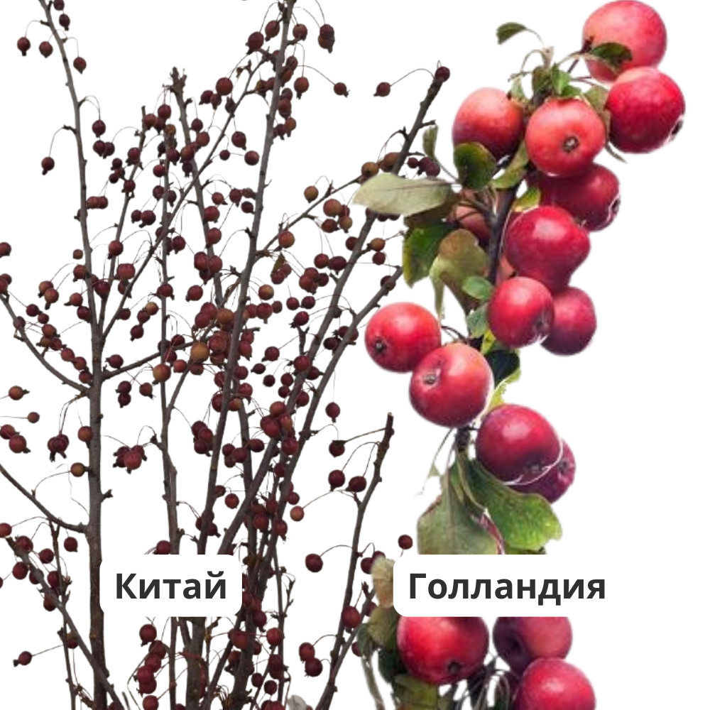 Branch Malus red fruit
