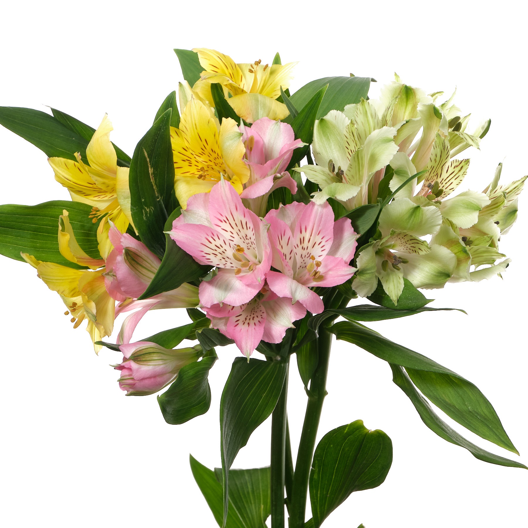 Альстромерия премиум микс светлый