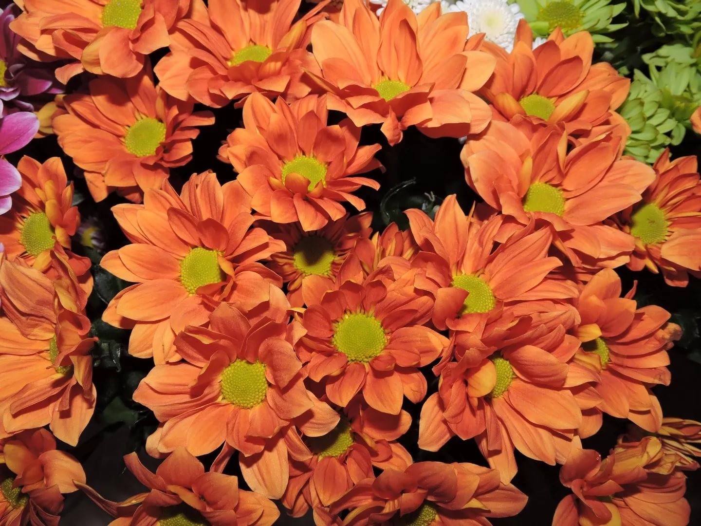 Chrysanthemum spray orange