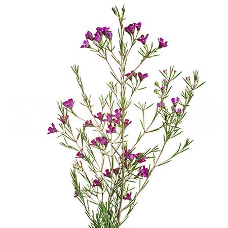 Хамелациум ротем