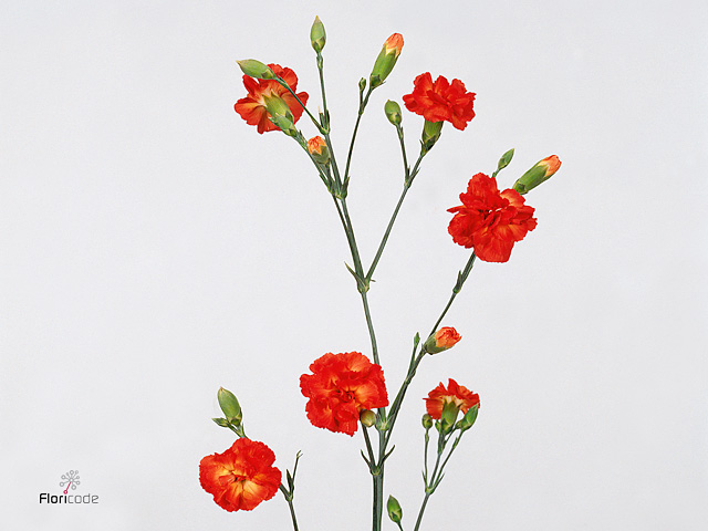 Carnation Spray ivana dark orange