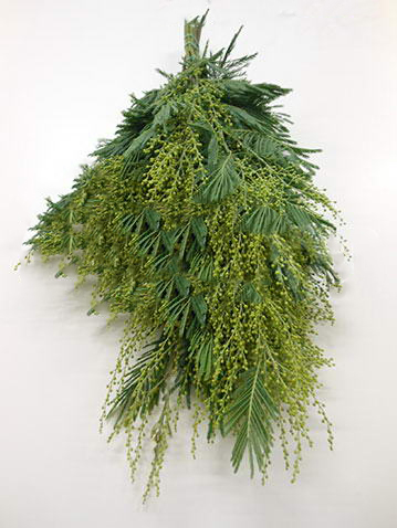 Мимоза зеленая в Москве