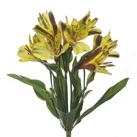 Альстромерия сенна