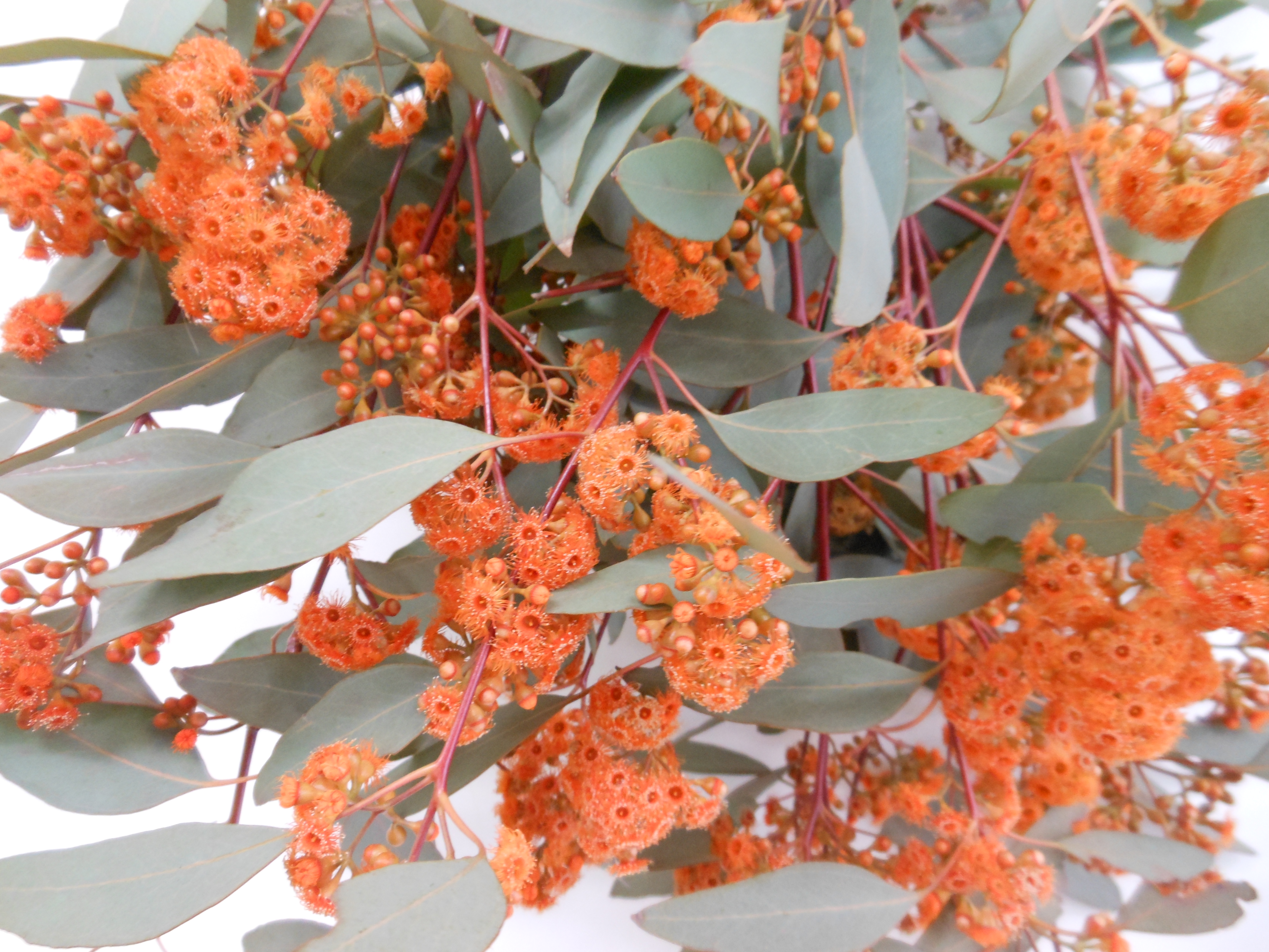Листья Эвкалипт популус цветущий оранжевый