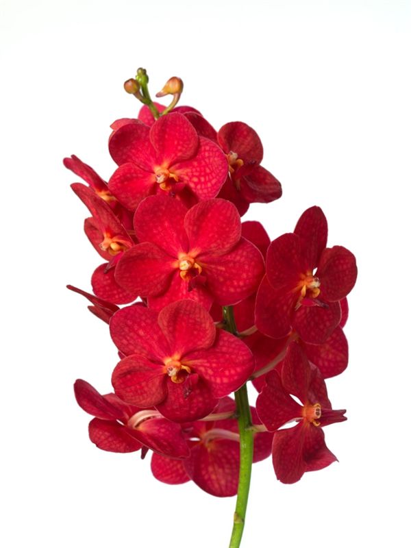 Vanda red