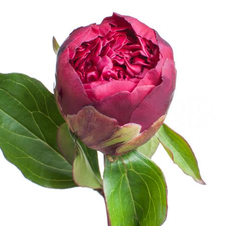 Пион чиппеува красный