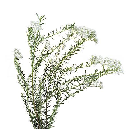 Ozothamnus