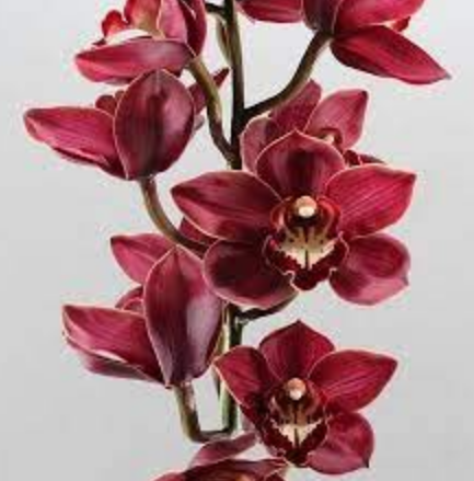 Cymbidium double red