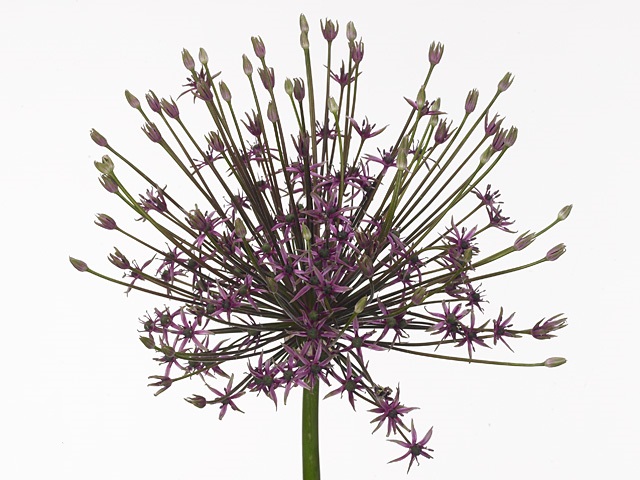 Allium spider
