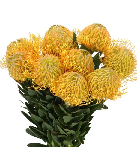 Нутан катерина