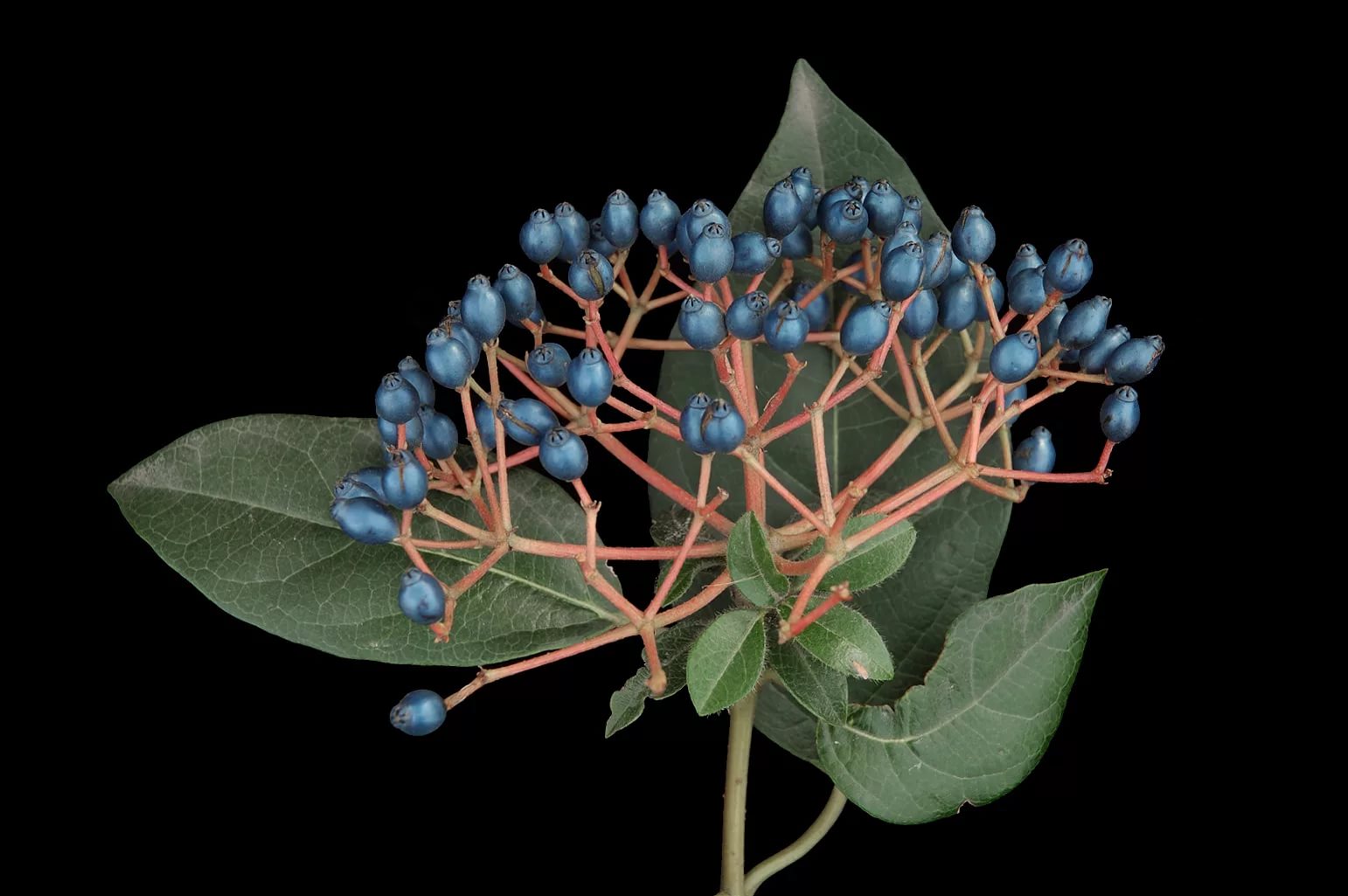 Вибурнум бес блау