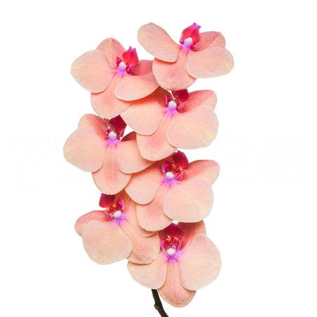 Phalaenopsis tangerine