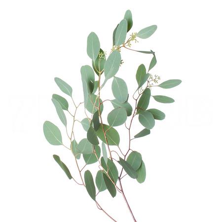 Листья Эвкалипт популус длинный в Москве