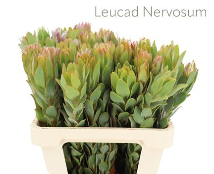 Leucadendron nervosum