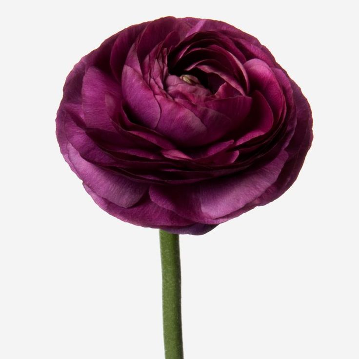 Ранункулус клуни фиолетовый в Москве
