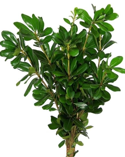 Blad Pittosporum nurit