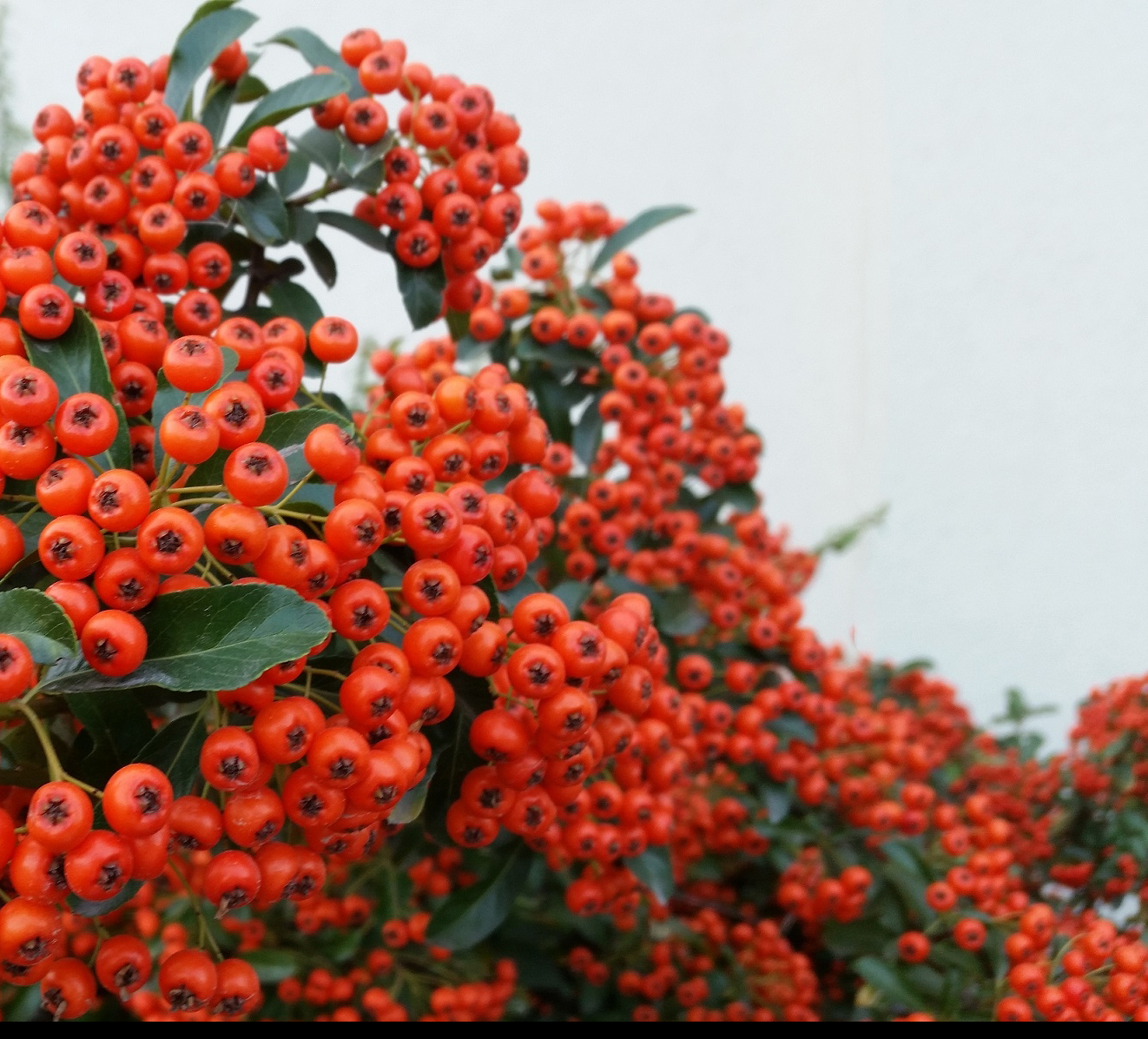 Пираканта оранжевая в Москве