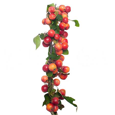 Malus gorgeous
