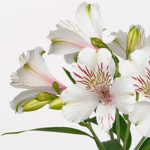 Alstroemeria bianca