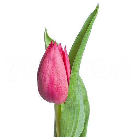 Тюльпан эн брайт сайд