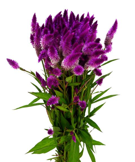 Celosia celway purple