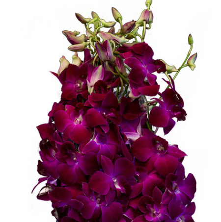 Dendrobium red bull