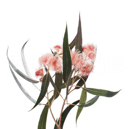 Листья Эвкалипт робуста цветущая красный