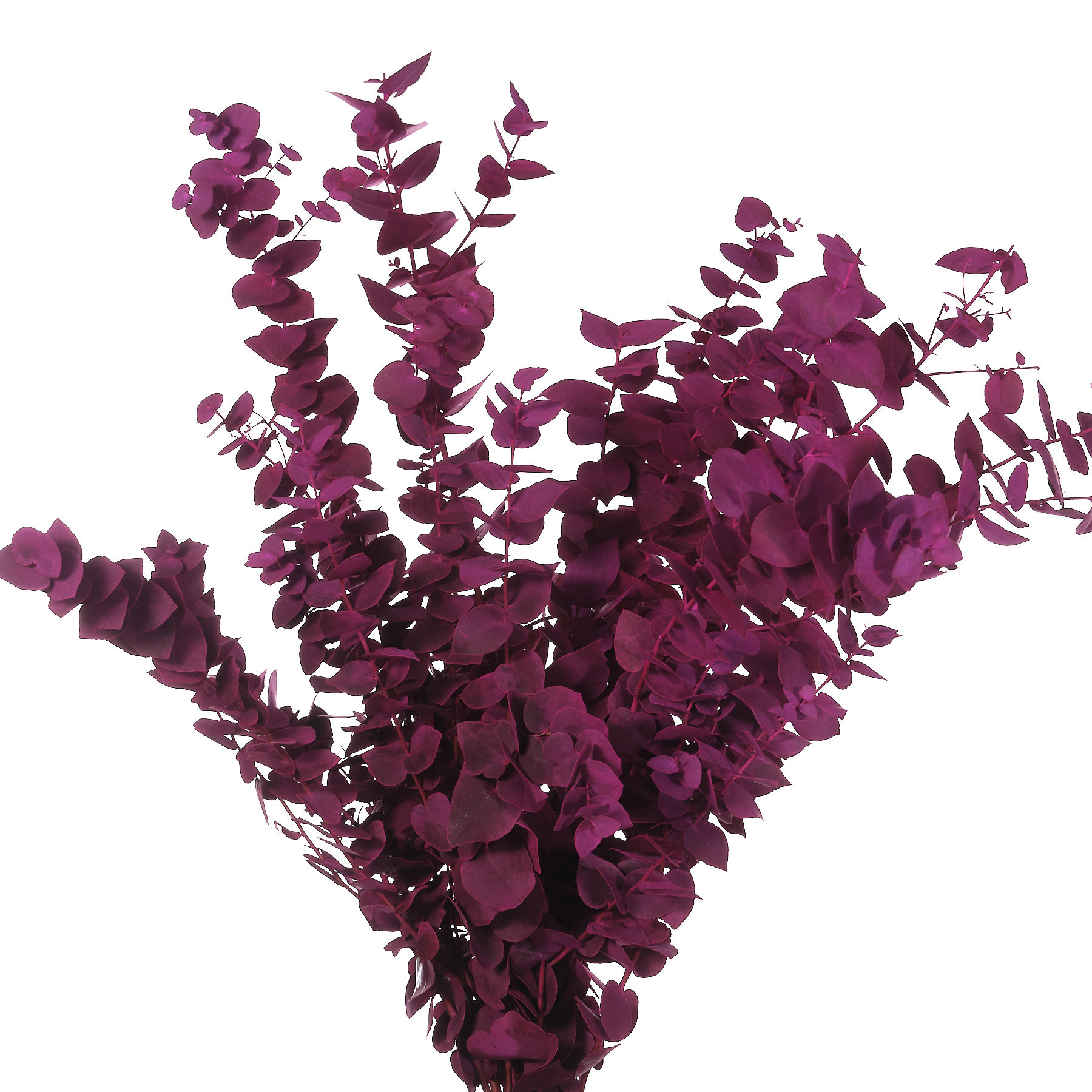 Листья Эвкалипт стуартиана краш. пурпурные