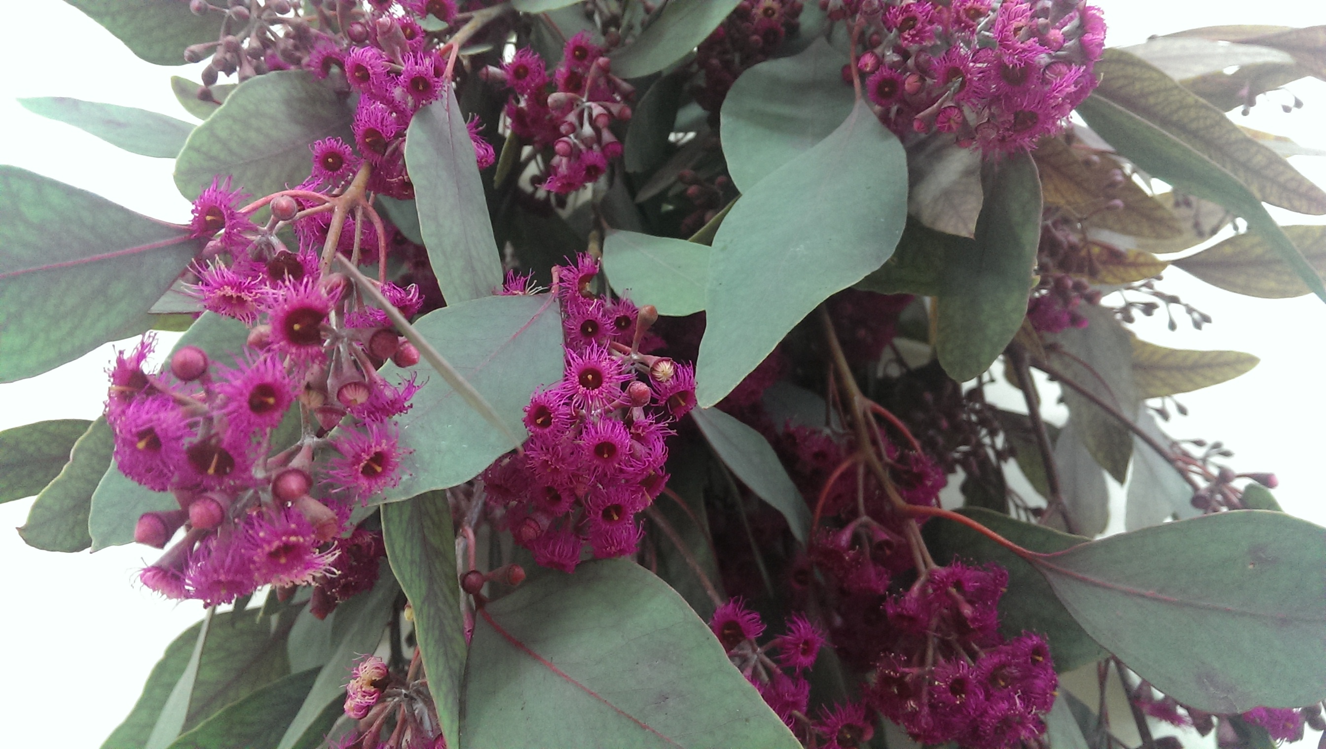 Листья Эвкалипт популус цветущий пурпурный