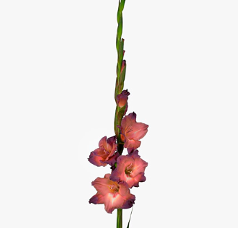 Gladiolus indian summer