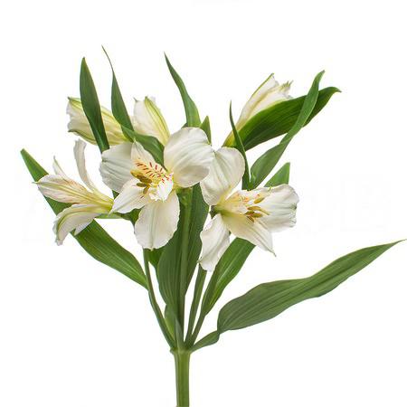Альстромерия перфекшн микс белая