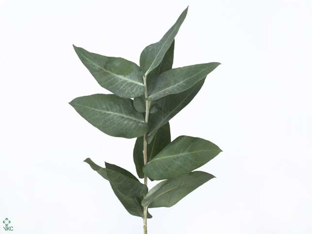Blad Eucalyptus robusta giant
