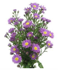 Aster casarosa