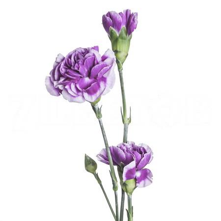 Гвоздика куст тина в Москве