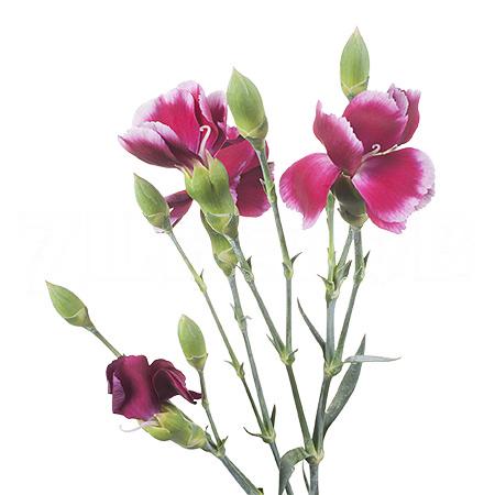 Гвоздика куст соломио гио