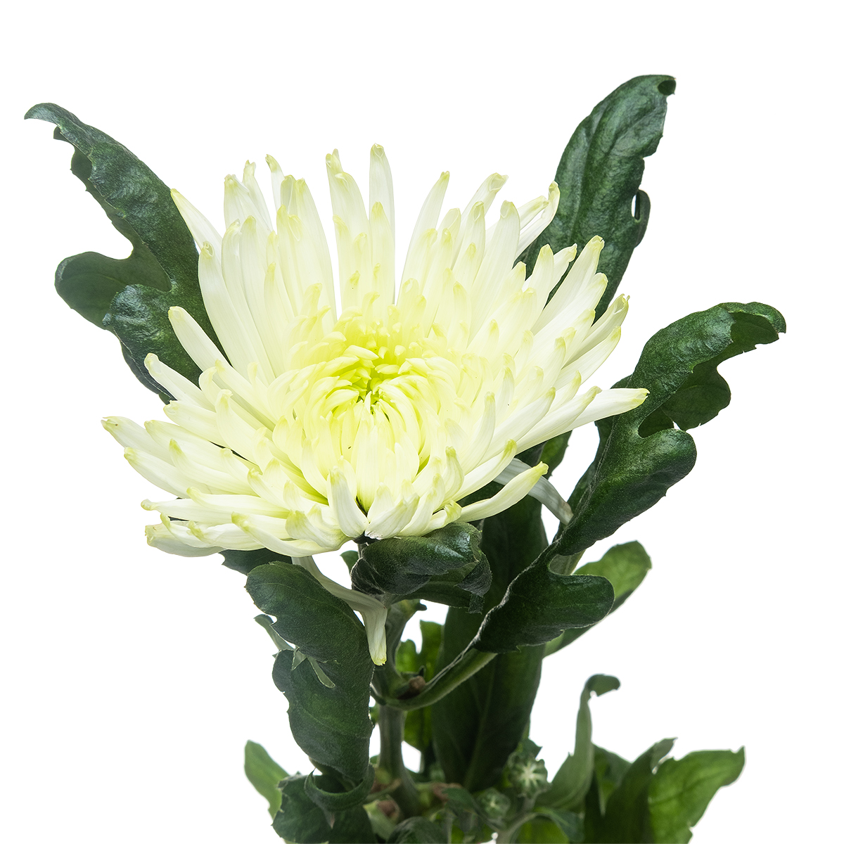 Chrysanthemum single anastasia star mint