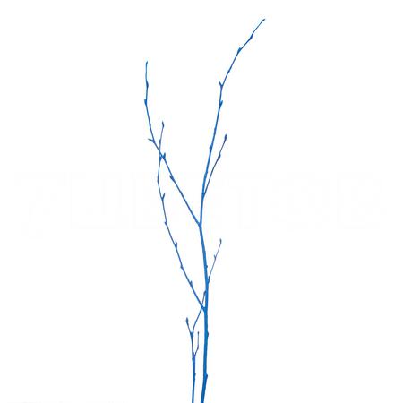 Ветки Береза краш. синий в Москве