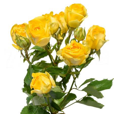 Роза куст голди локс в Москве