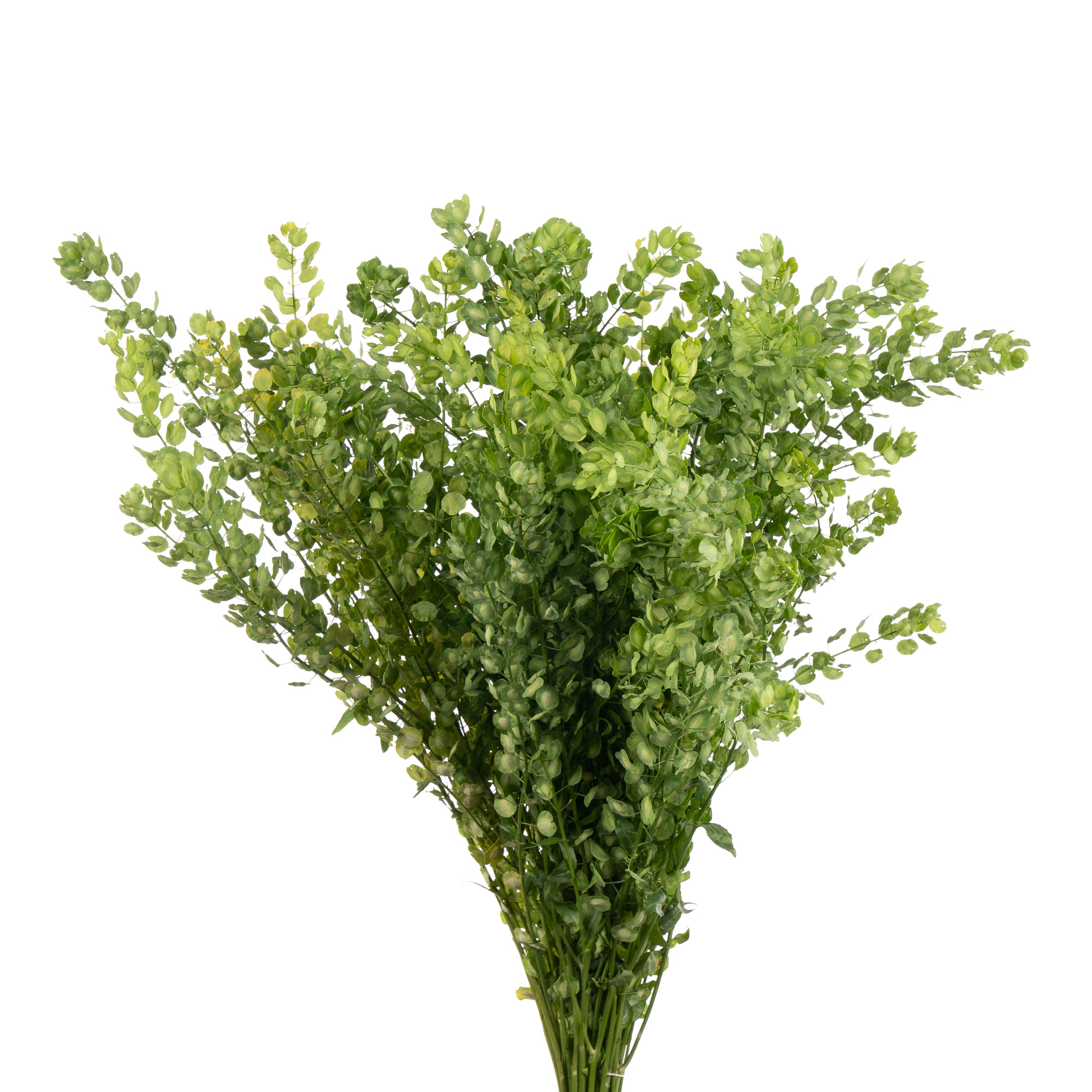 Тиласпия баттерфляй в Москве