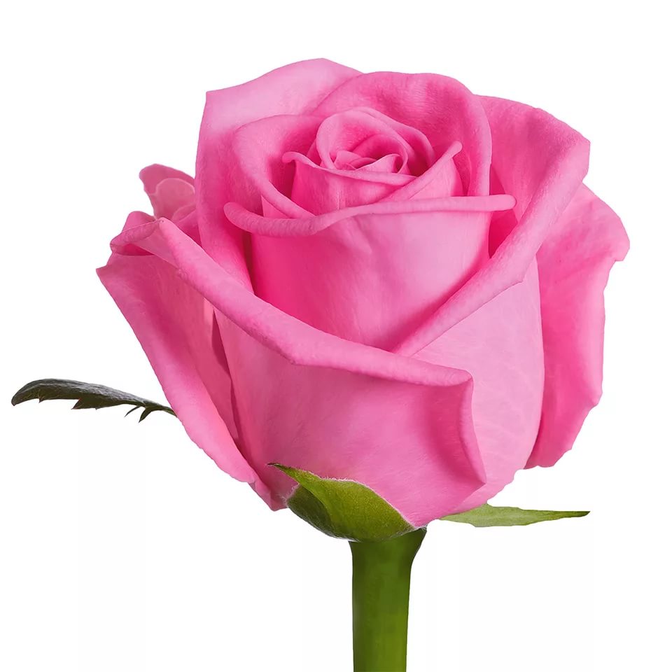 Роза гр розовая