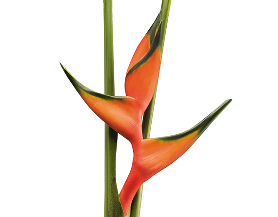 Heliconia peachy pink