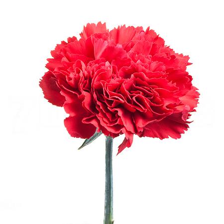 Carnation morocco