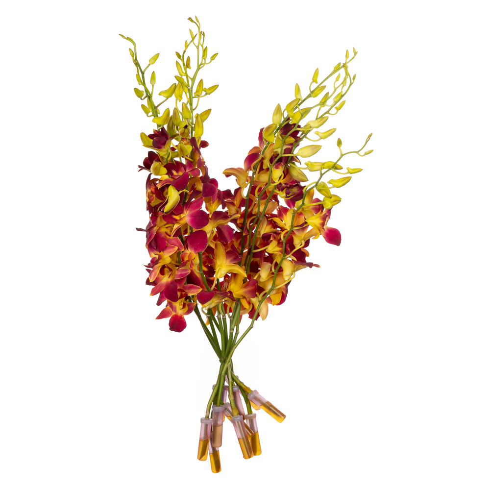 Дендробиум краш. желтый в Новосибирске