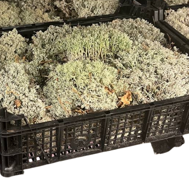 Мох микс в Новосибирске