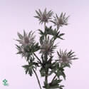 Eryngium purple