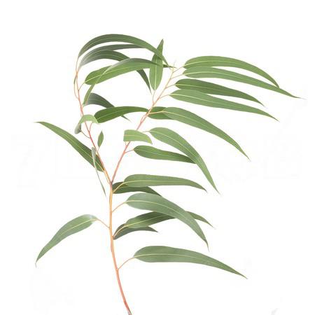 Blad Eucalyptus globulus