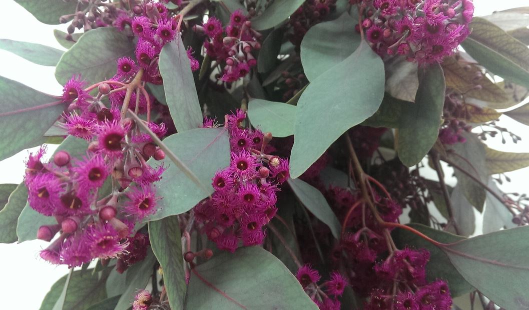 Листья Эвкалипт робуста цветущая пурпурный